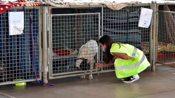 Esta es la página web que ayuda a las familias de La Palma a reencontrarse con sus mascotas afectadas por la erupción del volcán Esta es la página web que ayuda a las familias de La Palma a reencontrarse con sus mascotas afectadas por la erupción del volcán