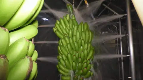 Limpieza Plátano de Canarias Limpieza Plátano de Canarias