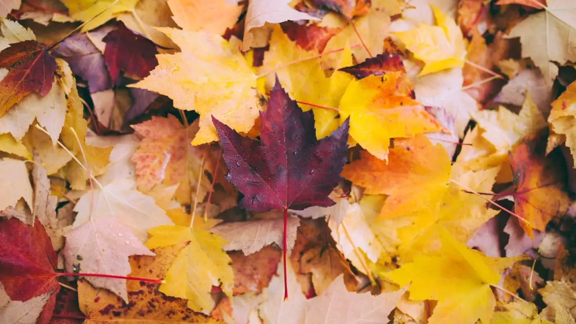 Las mejores frases sobre octubre Las mejores frases sobre octubre
