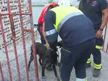 Animales volcán La Palma