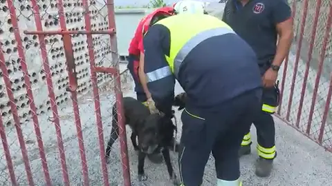 Animales volcán La Palma Animales volcán La Palma