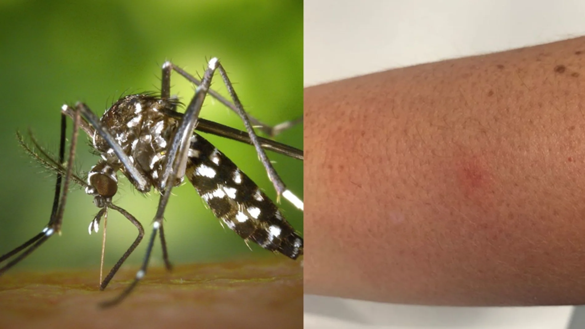 Málaga y Castellón sufren un fuerte brote de mosquitos tigre después del verano
