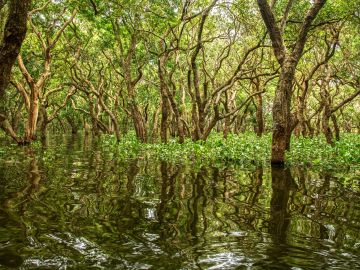 Encuentran en la península del Yucatán un "bosque perdido" durante más de 100.000 años