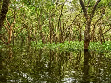 Encuentran en la península del Yucatán un "bosque perdido" durante más de 100.000 años Encuentran en la península del Yucatán un "bosque perdido" durante más de 100.000 años