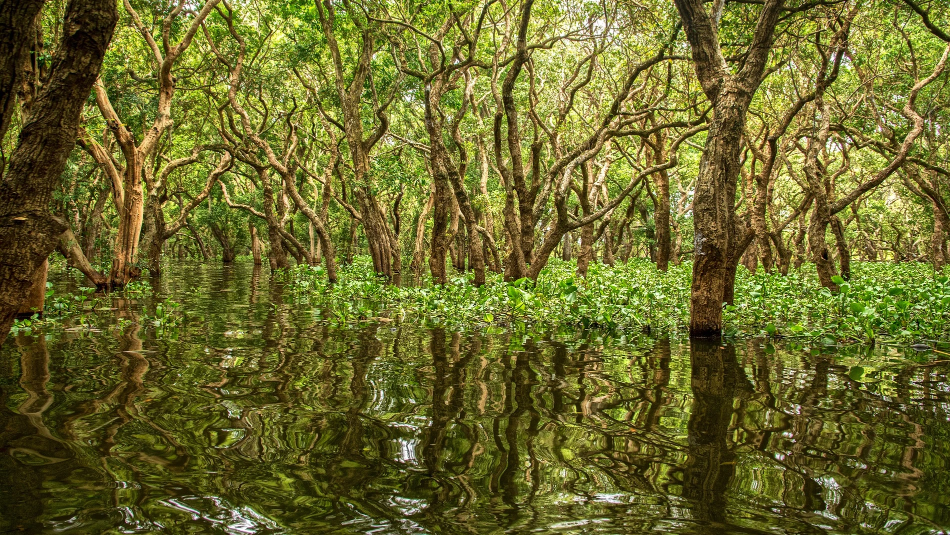 Encuentran en la península del Yucatán un &quot;bosque perdido&quot; durante más de 100.000 años