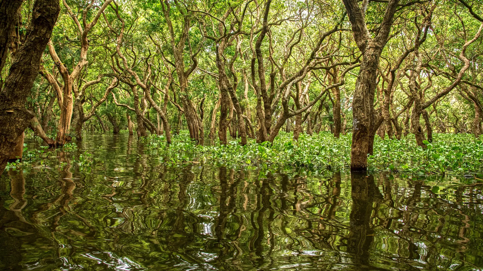 Encuentran en la península del Yucatán un "bosque perdido" durante más de 100.000 años Encuentran en la península del Yucatán un "bosque perdido" durante más de 100.000 años
