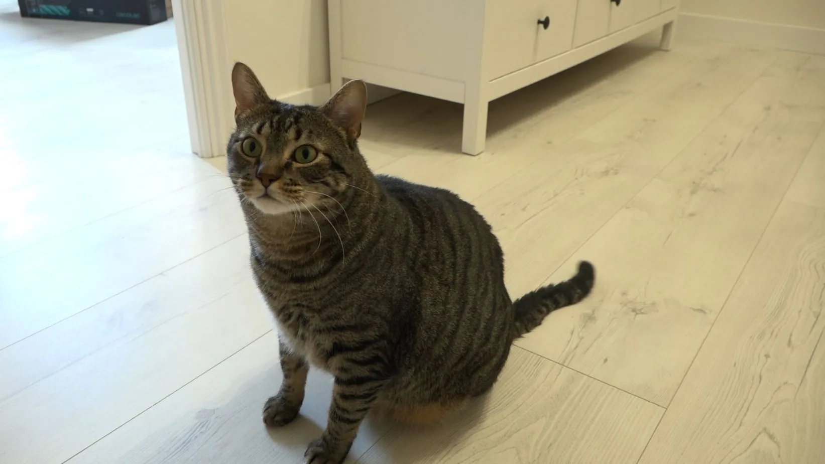 Gato