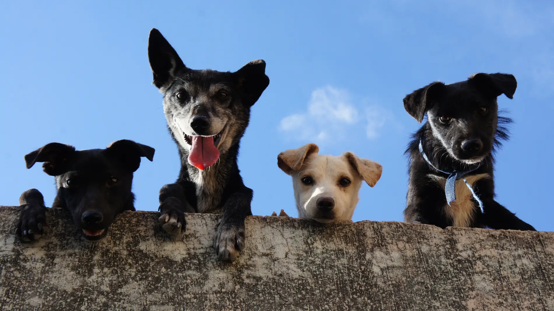 Perros