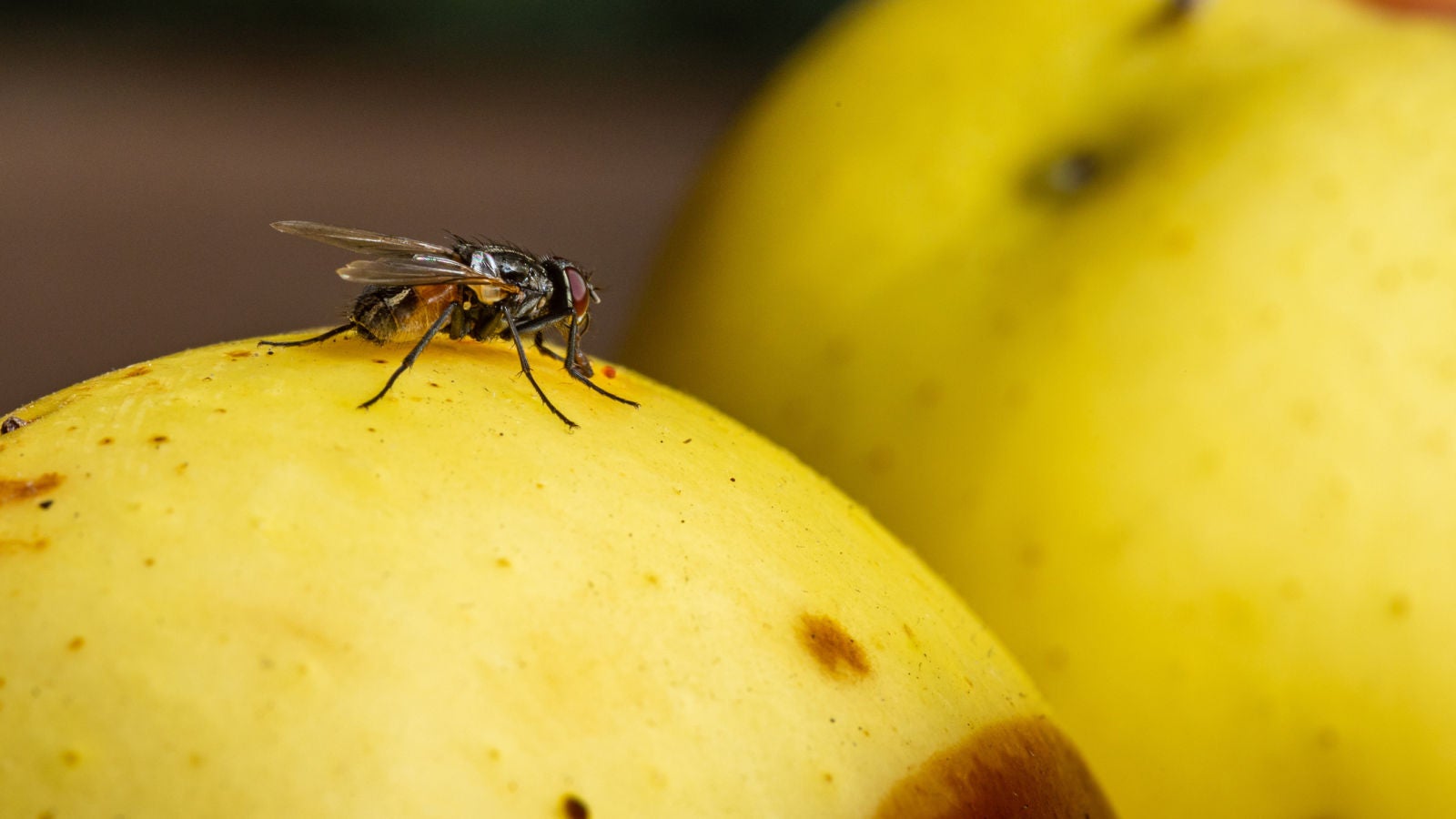 ¿Qué son los bichos de la fruta? El motivo por el que aparecen y cómo evitarlo