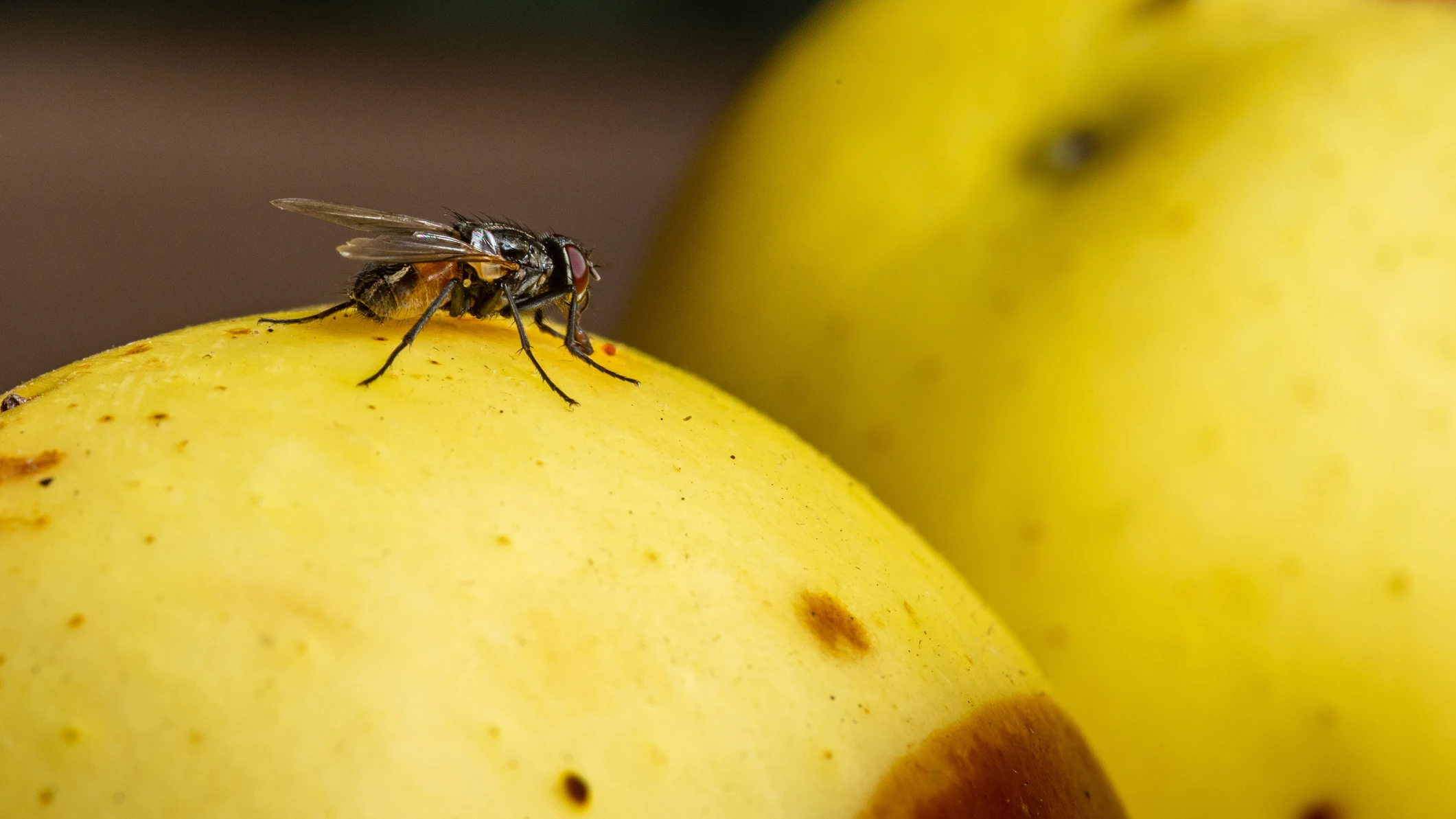 Mosca de la fruta