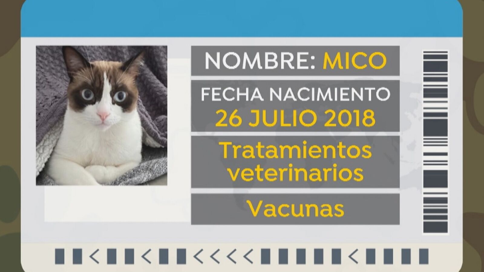 El Gobierno estudia crear un DNI animal y la prohibición de la venta de animales en tiendas, excepto los peces