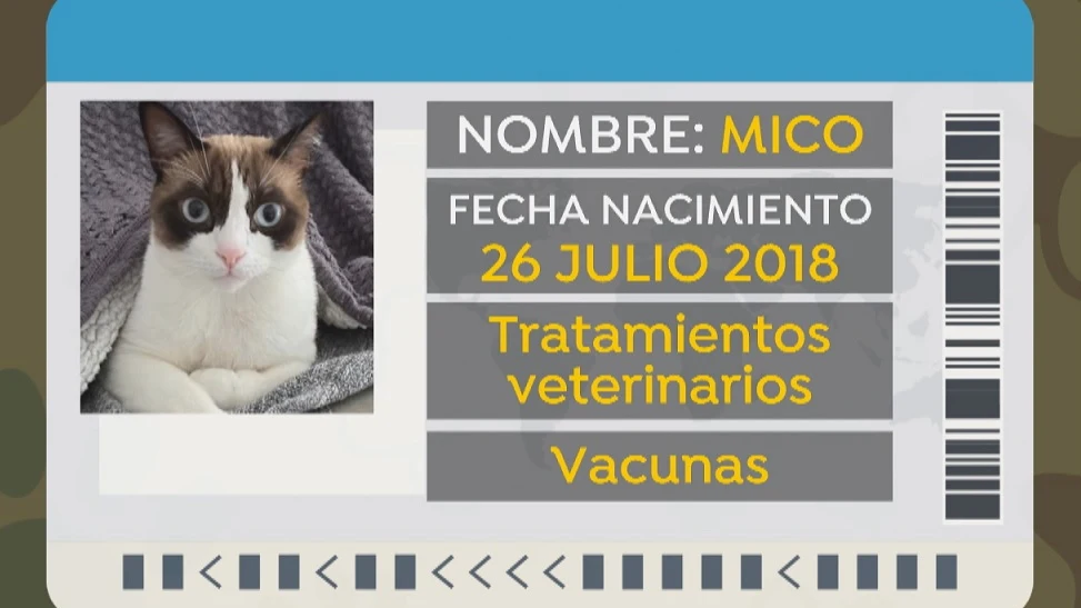 El Gobierno estudia crear un DNI animal y la prohibición de la venta de animales en tiendas, excepto los peces El Gobierno estudia crear un DNI animal y la prohibición de la venta de animales en tiendas, excepto los peces