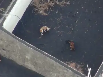 Los perros atrapados por la lava del volcán de La Palma serán rescatados con drones Los perros atrapados por la lava del volcán de La Palma serán rescatados con drones