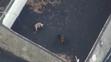 Los perros atrapados por la lava del volcán de La Palma serán rescatados con drones Los perros atrapados por la lava del volcán de La Palma serán rescatados con drones