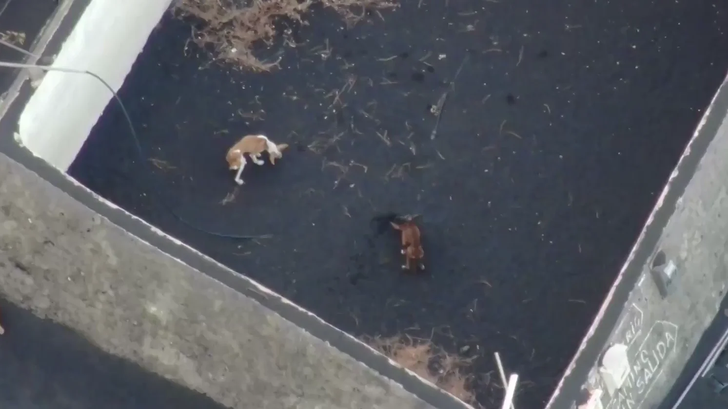 Los perros atrapados por la lava del volc&aacute;n de La Palma ser&aacute;n rescatados con drones