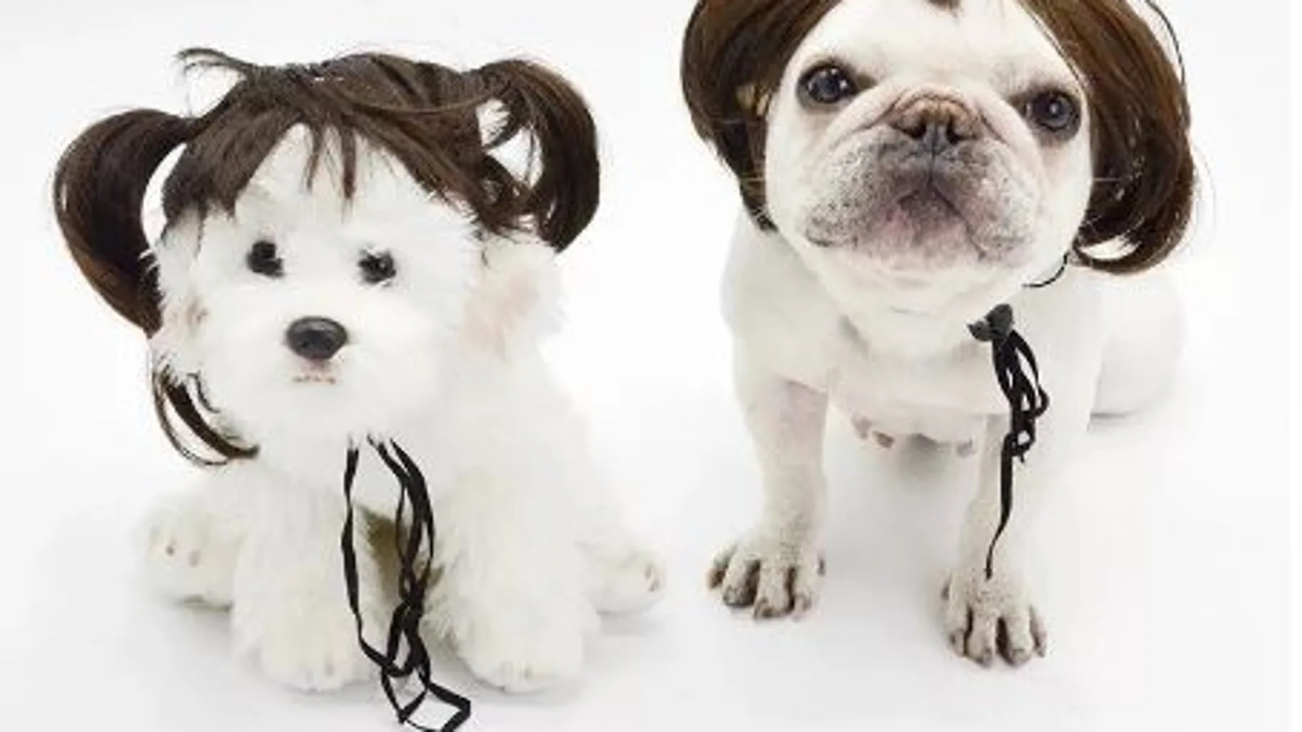 Pelucas para perros, la nueva tendencia para dotar de personalidad a tu mascota