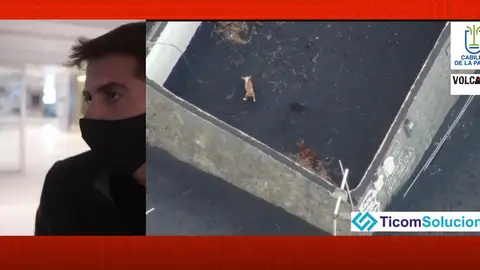 Rescate de perros en La Palma. Rescate de perros en La Palma.