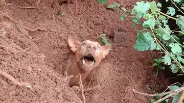 Rescatan a una perra y sus dos cachorros que quedaron enterrados en un deslizamiento de tierra