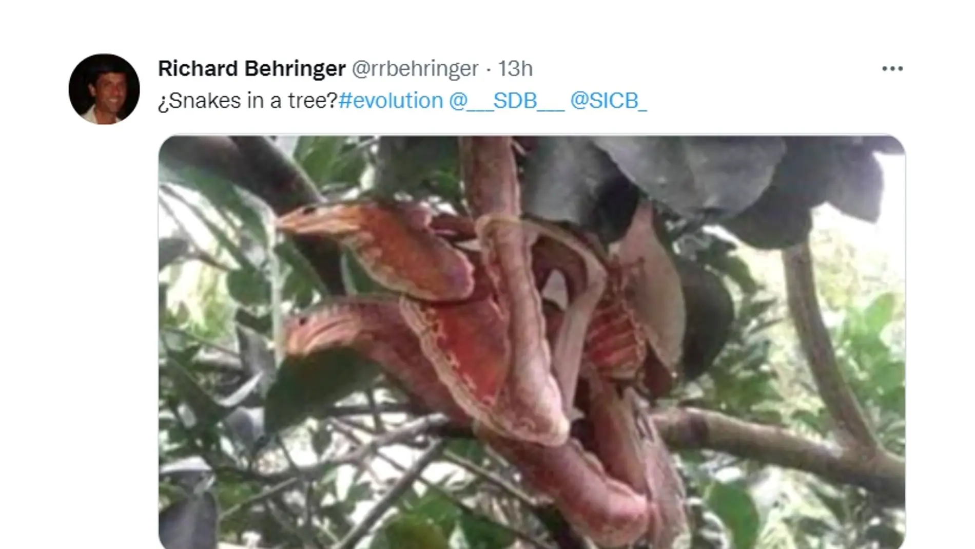 ¿Qué es realmente esta serpiente de tres cabezas?