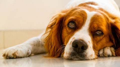Perro con cara lastimosa