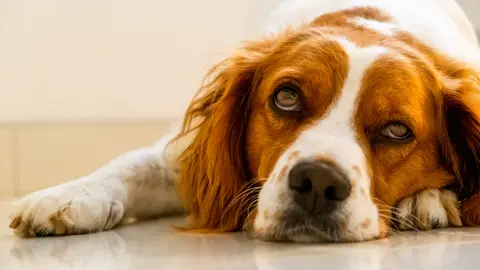Perro con cara lastimosa Perro con cara lastimosa