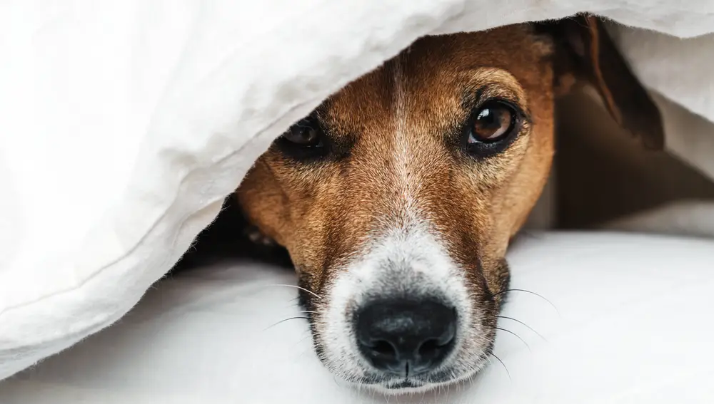 Perrito debajo de una manta