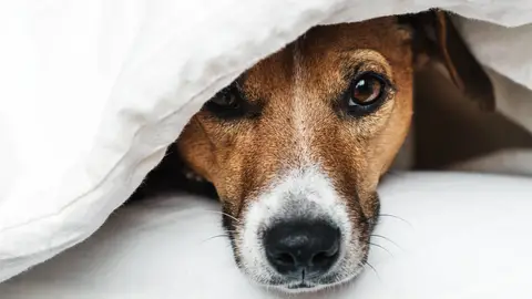 Perrito debajo de una manta Perrito debajo de una manta