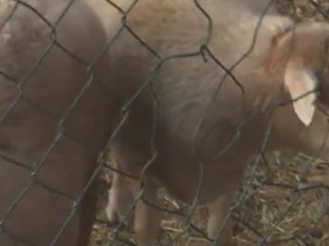 Decenas de animales llegan a una granja en La Palma