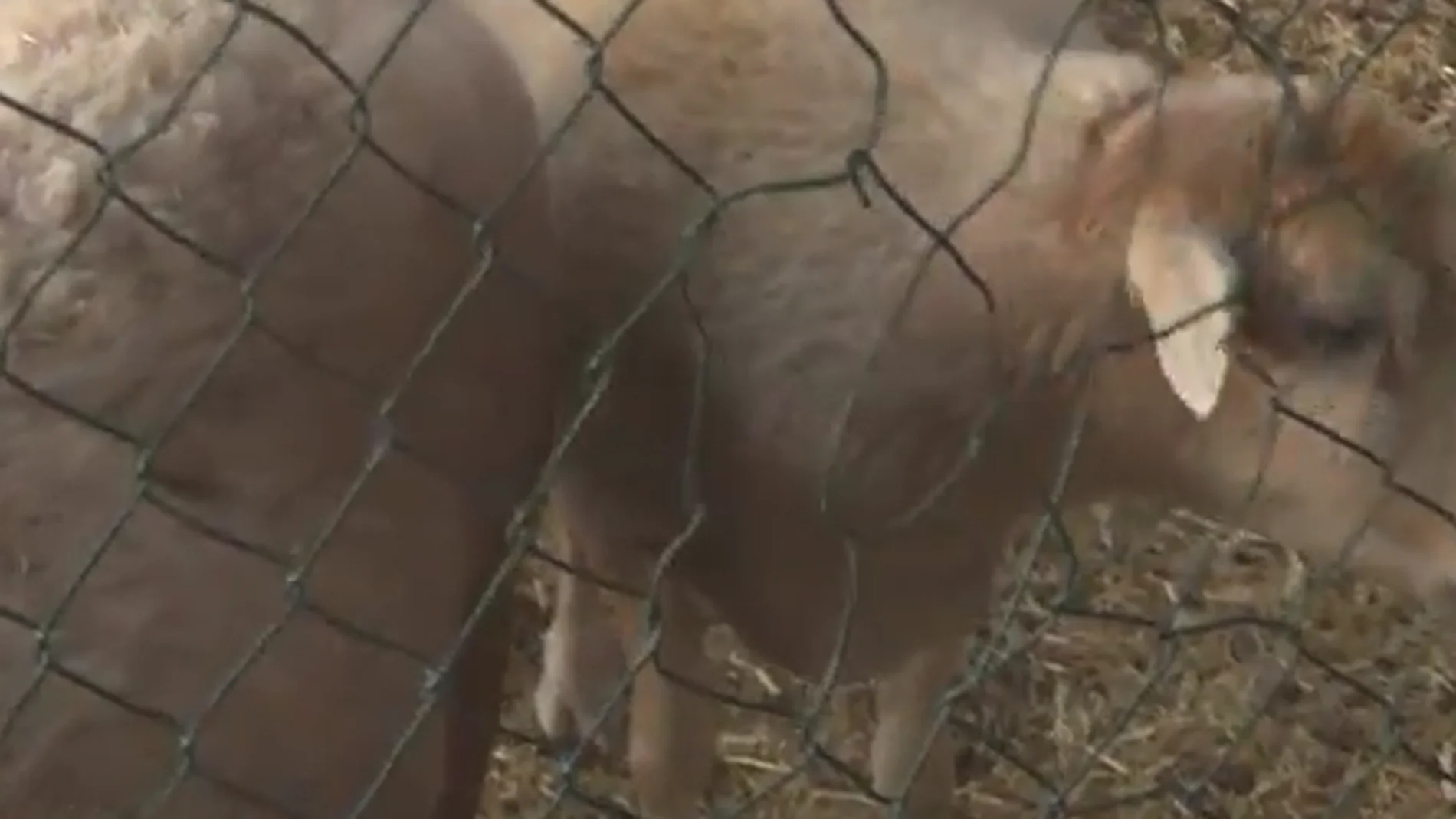 Decenas de animales llegan a una granja en La Palma