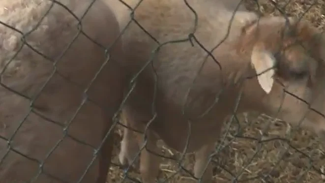 Decenas de animales llegan a una granja en La Palma Decenas de animales llegan a una granja en La Palma