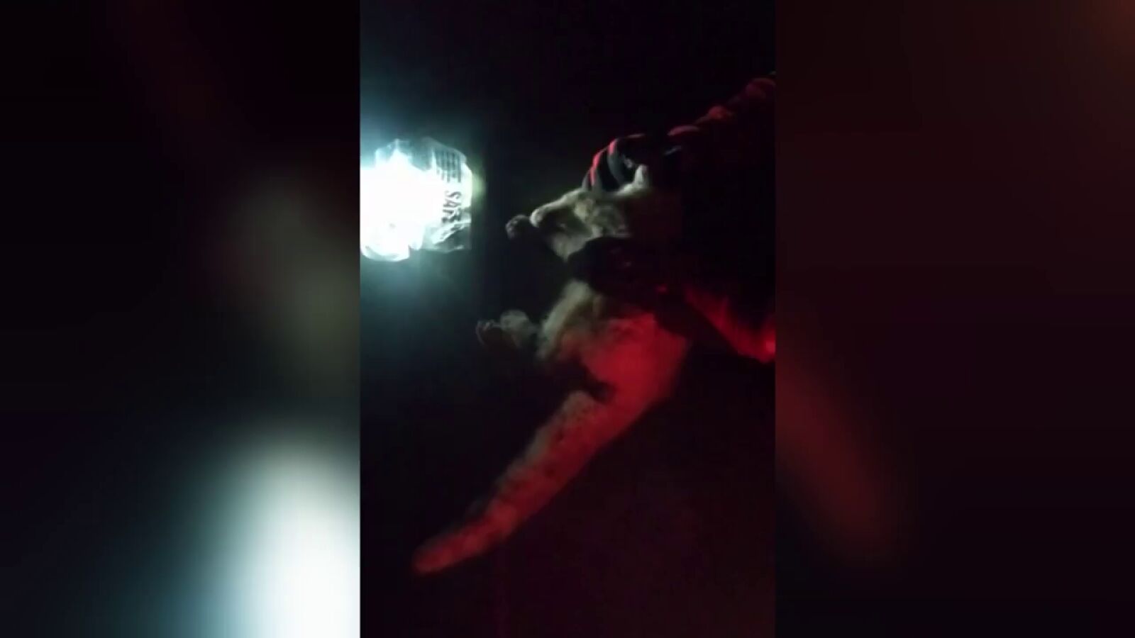 Así reanima la UME a un gato en estado de shock por la inhalación de humo del volcán de La Palma