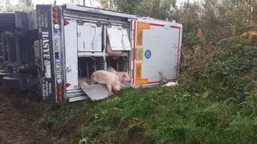  Vuelca un camión que transportaba más de 200 cerdos en A Coruña