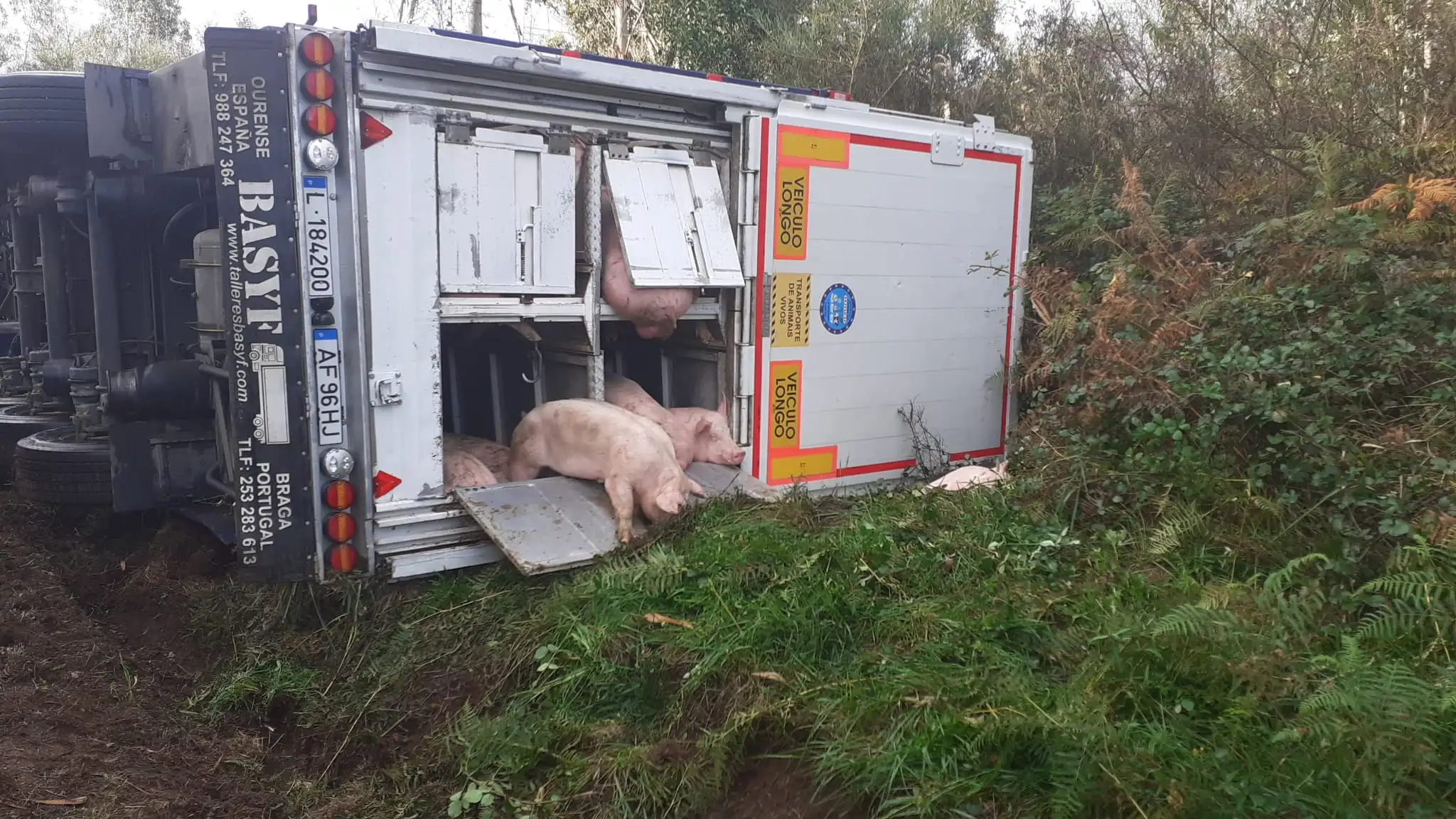  Vuelca un cami&oacute;n que transportaba m&aacute;s de 200 cerdos en A Coru&ntilde;a