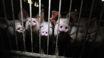 Greenpeace denuncia la situación en la que viven los cerdos en macrogranjas Greenpeace denuncia la situación en la que viven los cerdos en macrogranjas