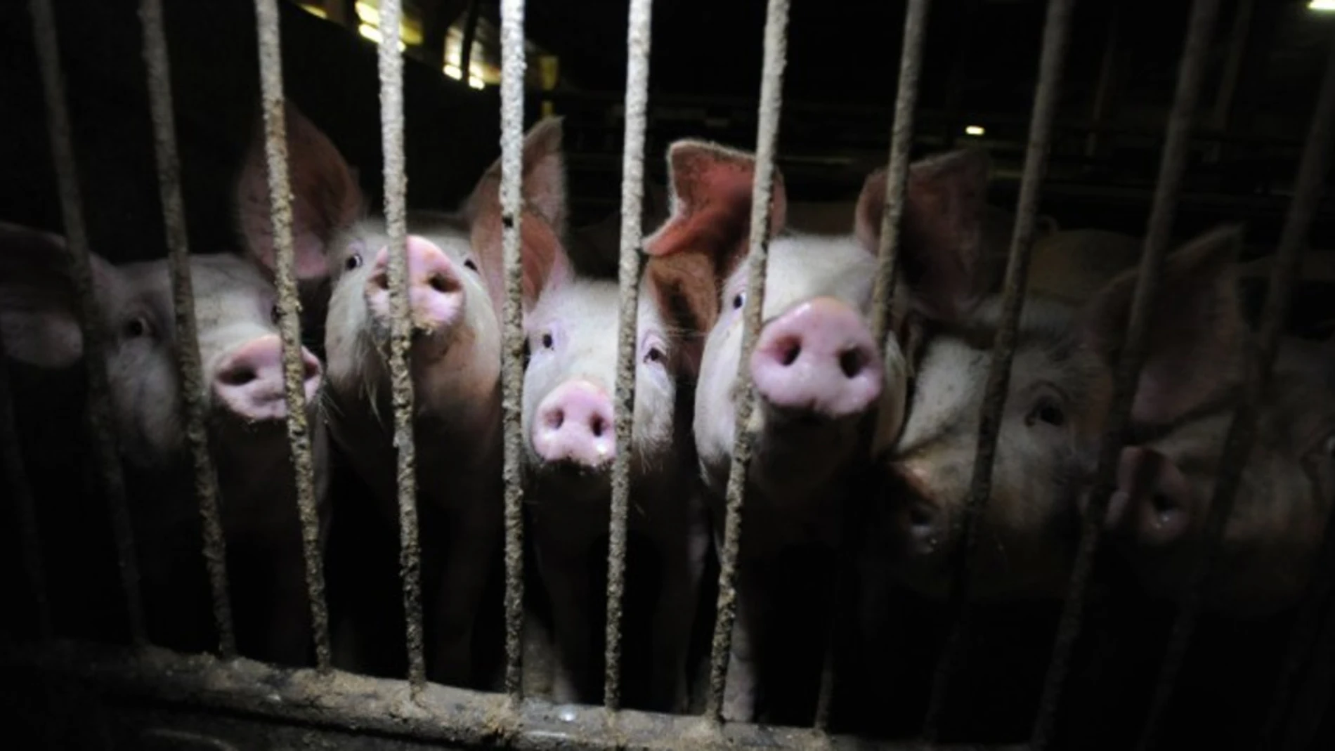 Greenpeace denuncia la situación en la que viven los cerdos en macrogranjas