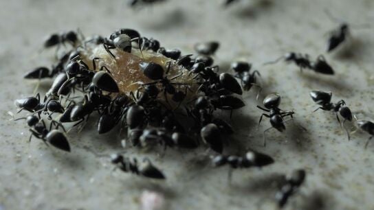 Plaga de hormigas