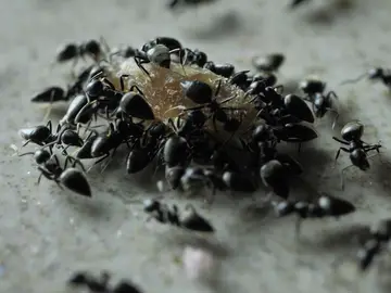 Plaga de hormigas Plaga de hormigas