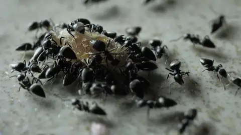 Plaga de hormigas Plaga de hormigas