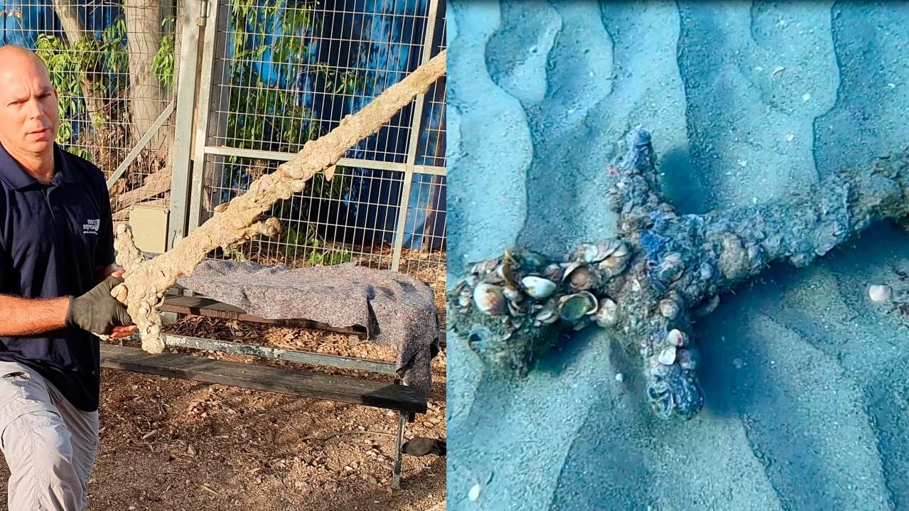 Un buzo encuentra una espada de los cruzados de hace 900 a&ntilde;os en el fondo del mar en Israel
