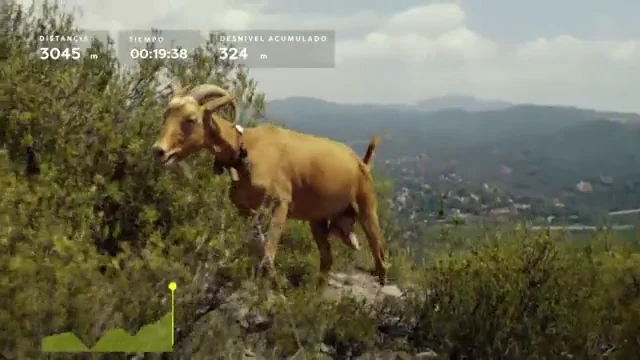 cabra cabra
