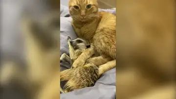 La adorable amistad entre un gato y dos suricatos que está conquistando a todos