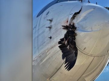 Un buitre se estrella contra un avión en Barajas