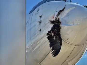 Un buitre se estrella contra un avión en Barajas Un buitre se estrella contra un avión en Barajas