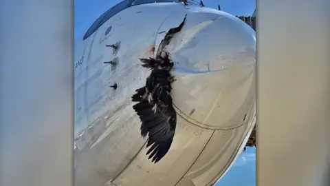 Un buitre se estrella contra un avión en Barajas Un buitre se estrella contra un avión en Barajas