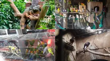 Un refugio con más de 200 animales exóticos refugiados tras la erupción del volcán de La Palma Un refugio con más de 200 animales exóticos refugiados tras la erupción del volcán de La Palma