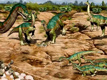 Encuentran un nido con más de 100 huevos de dinosaurios que habrían vivido en manada Encuentran un nido con más de 100 huevos de dinosaurios que habrían vivido en manada