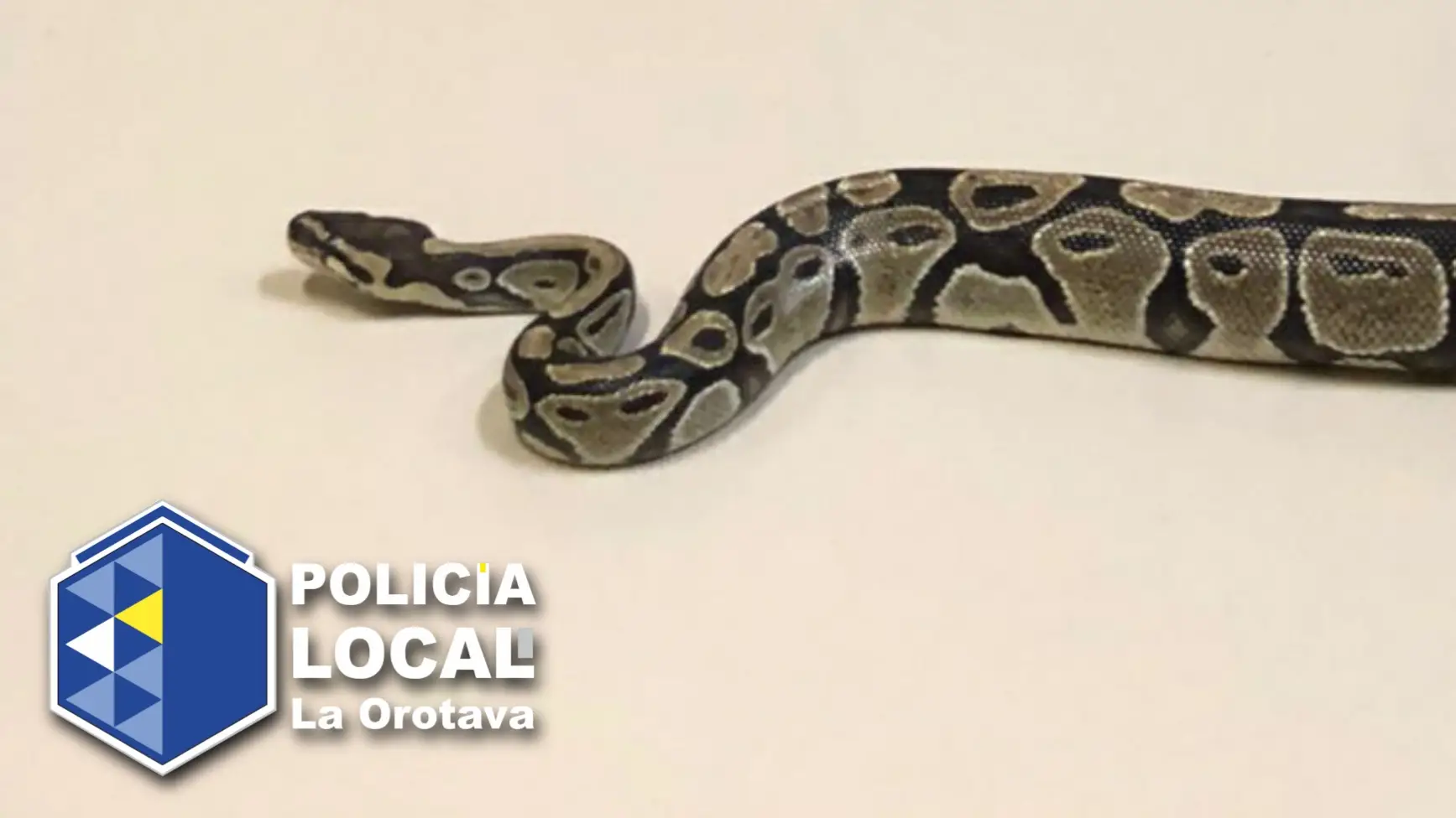 Encuentran una pitón de 2 metros deambulando por las calles de Tenerife Encuentran una pitón de 2 metros deambulando por las calles de Tenerife