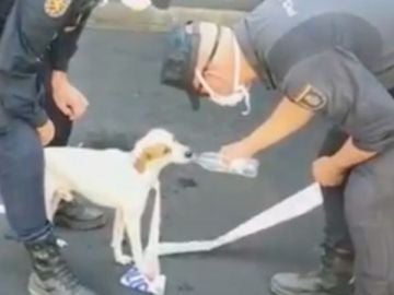 Así ha sido el emotivo rescate de Nemo, un pequeño perrito perdido durante la erupción del volcán de La Palma