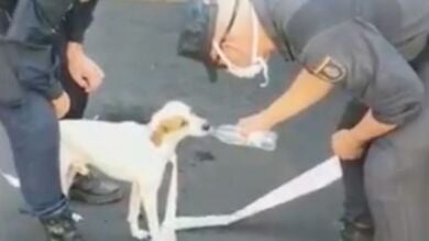Así ha sido el emotivo rescate de Nemo, un pequeño perrito perdido durante la erupción del volcán de La Palma