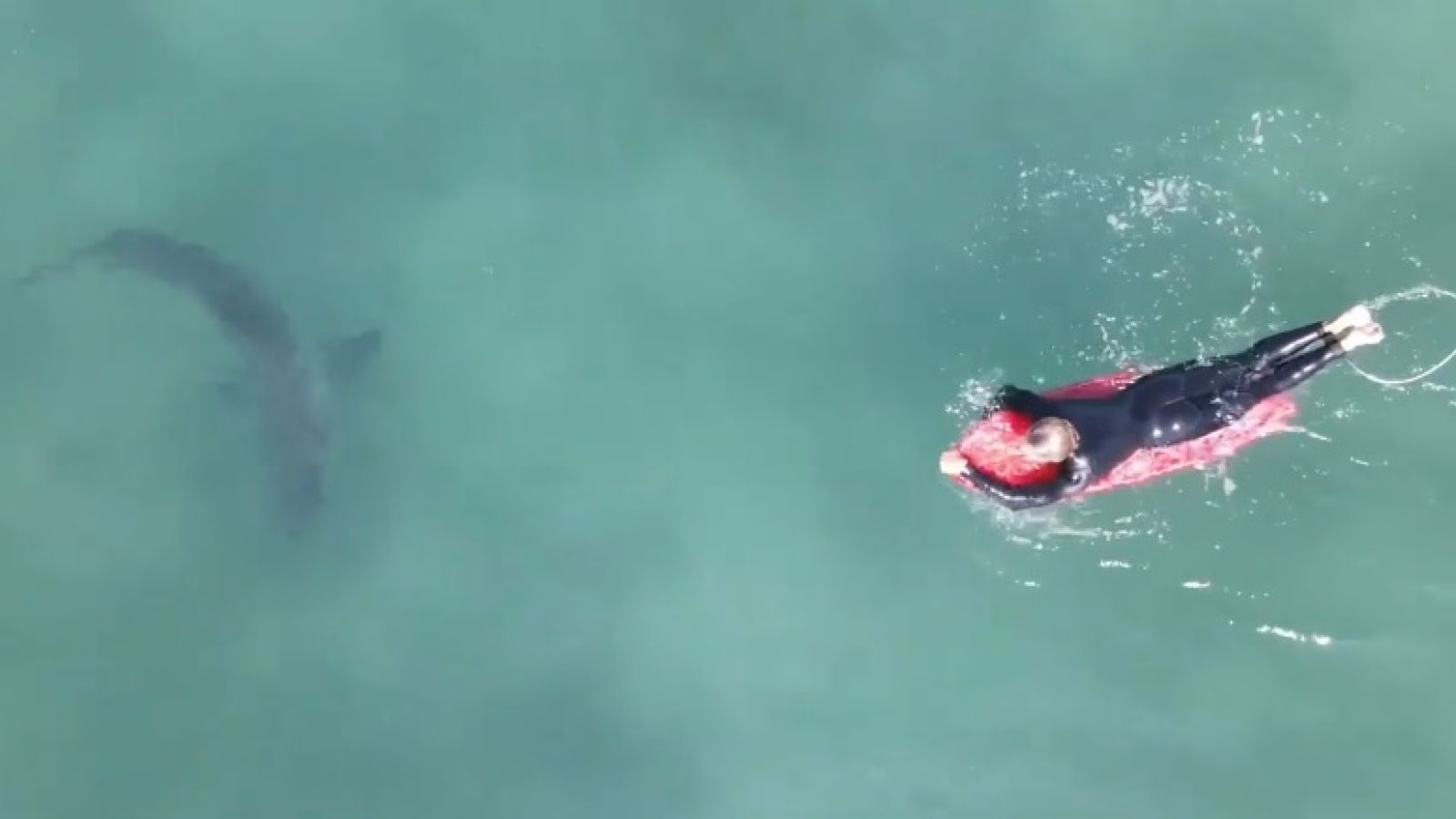 Un fotógrafo capta a varios tiburones blancos nadando entre surfistas en una playa de California